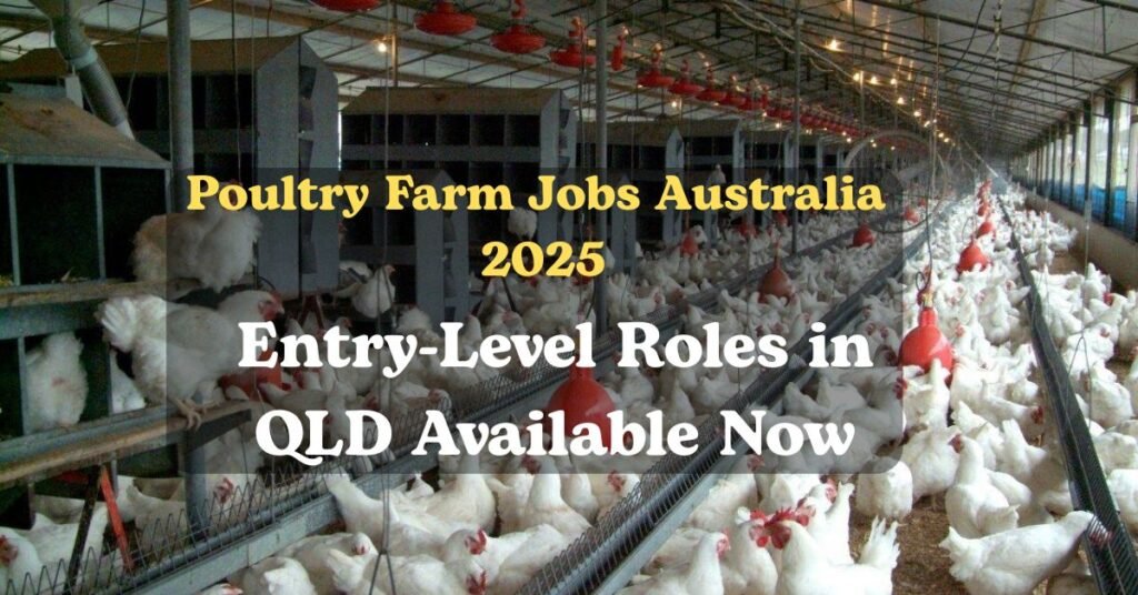 Poultry Farm Jobs Australia 2025: Entry-Level Roles in QLD Available Now