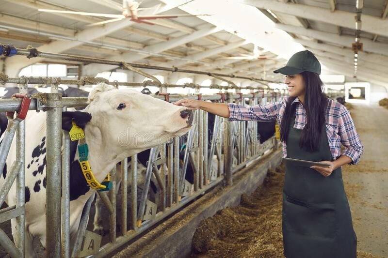 Dairy Farm Job in Iceland with Visa Sponsorship in 2025