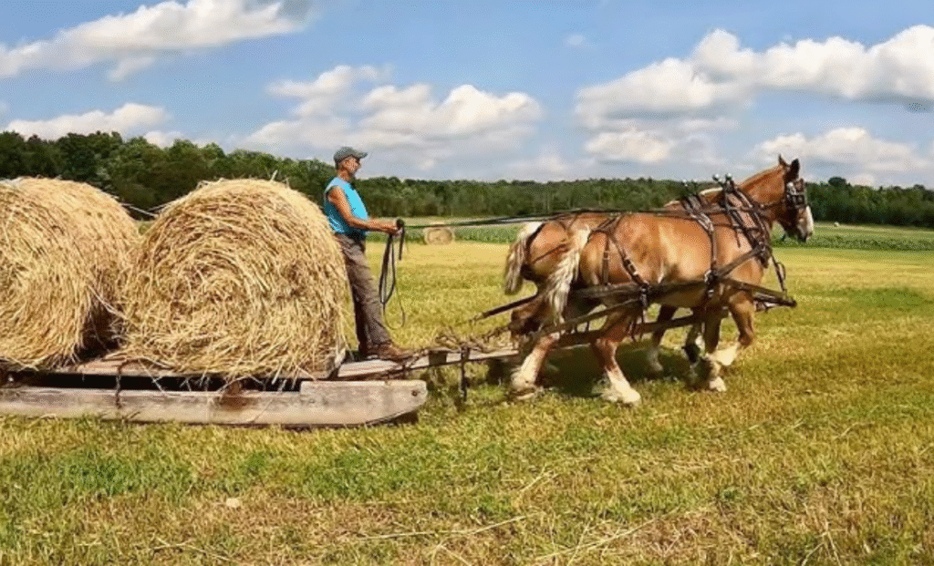 Horse Farm Worker Jobs in UK with Visa Sponsorship 2025