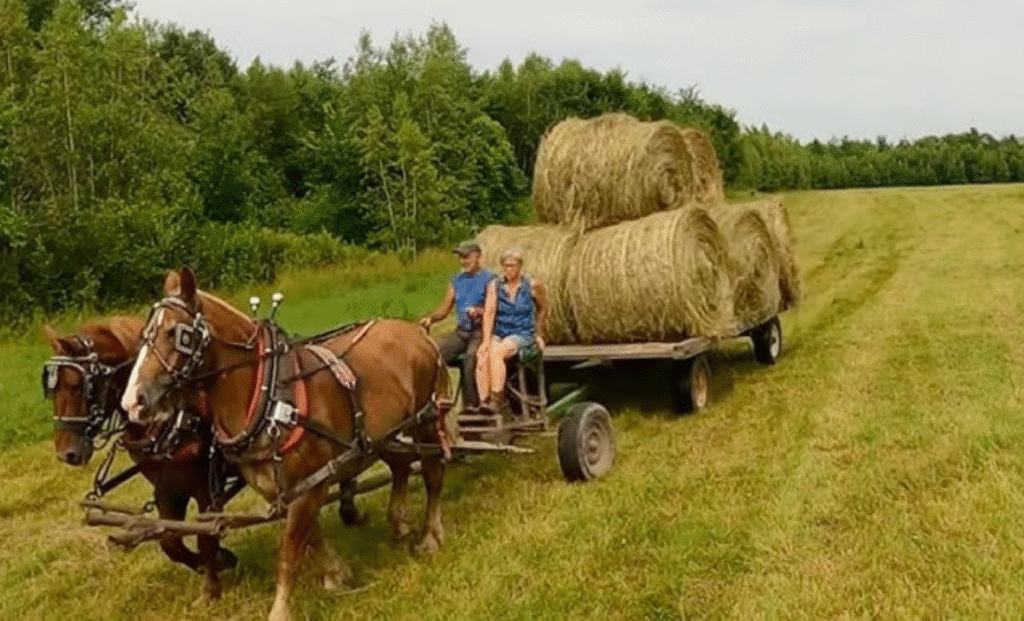 Horse Farm Worker Jobs in UK with Visa Sponsorship 2025