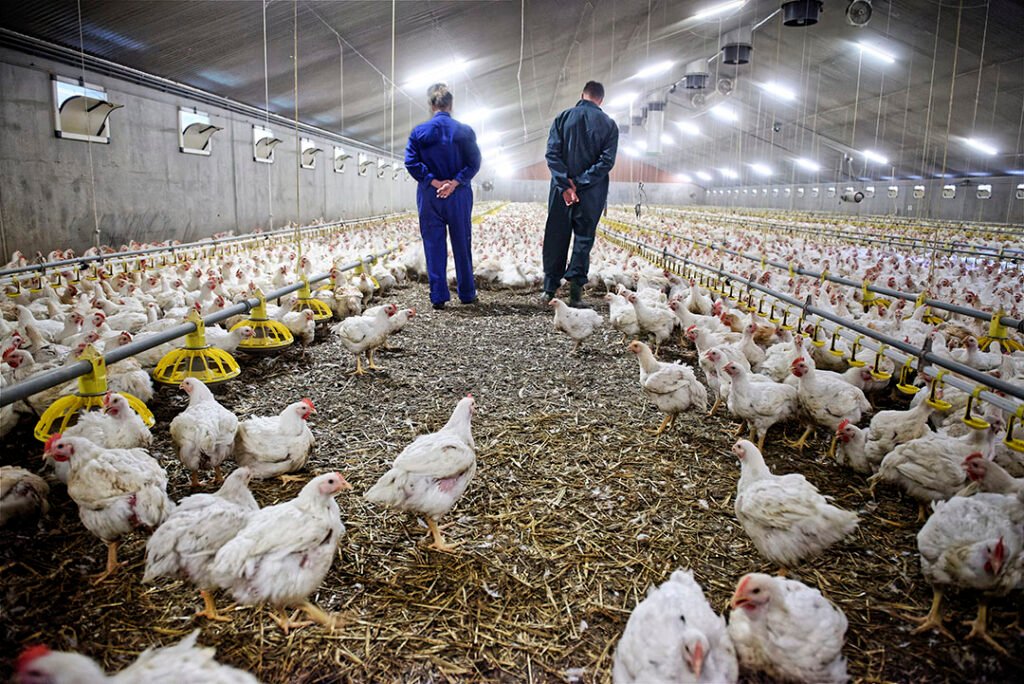Russia Poultry Farm Worker Jobs With Visa Sponsorship 2025