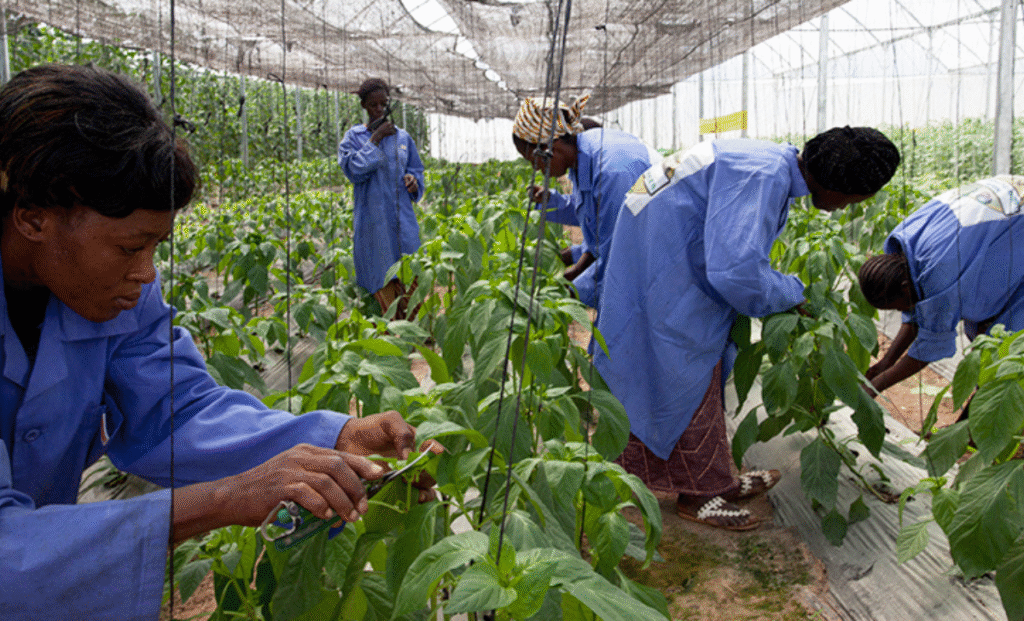 Poland Seasonal Visa Jobs – Agriculture & Farming