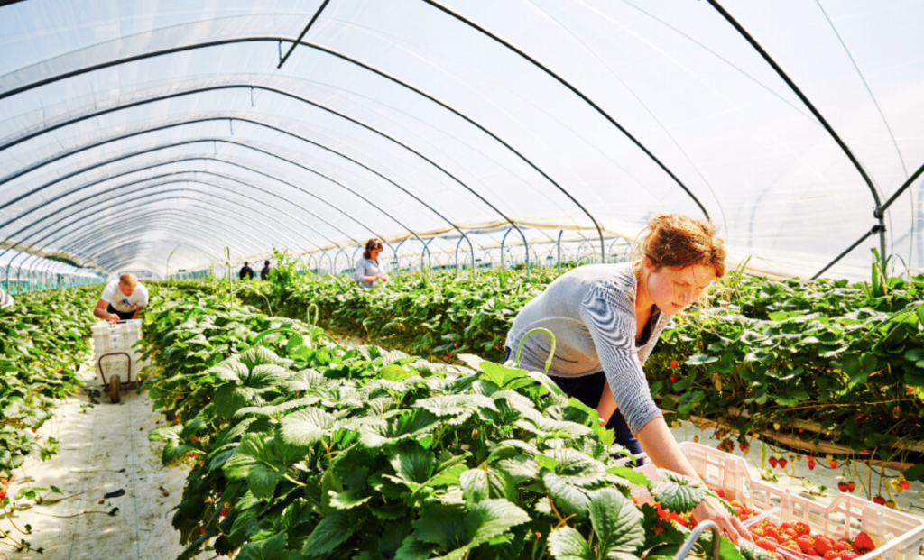 Finland Seasonal Worker Visa Jobs