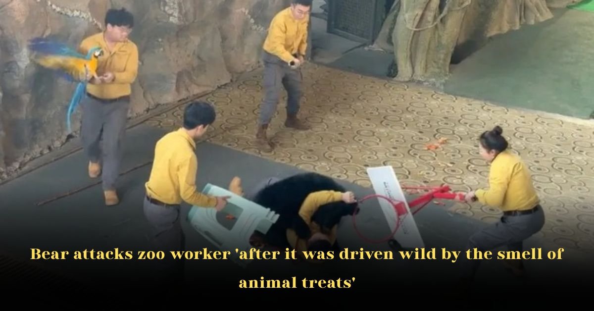Bear Attacks Zoo Worker ‘After It Was Driven Wild by the Smell of Animal Treats’