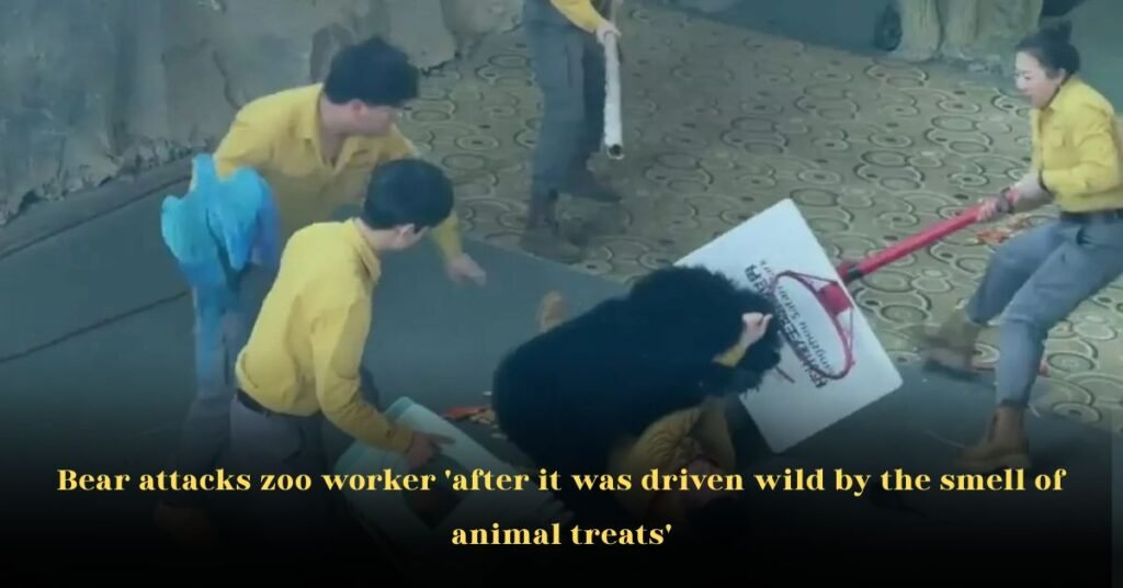 Bear Attacks Zoo Worker ‘After It Was Driven Wild by the Smell of Animal Treats’